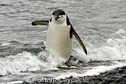 Chinstrap penguin, negotiating the surf. Sure the PADI ma... by Steve Laycock 